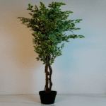 WHITE EDGED LVS BANYAN TREE-1.7M