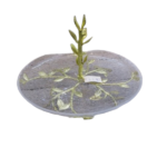 GLASS PLATE W/STAND